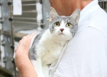 Domestic Short Hair Cats Available for Adoption in Brunswick, Georgia - Spud | PetCurious