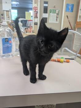 Domestic Short Hair Cats Available for Adoption in Little Rock, Arkansas - Cooper | PetCurious