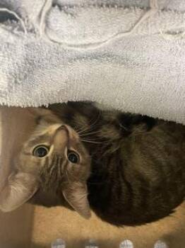 Domestic Short Hair Cats Available for Adoption in Kent, Washington - JEWEL | PetCurious