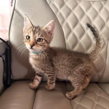Theodore (CI 71 Tom) -  Domestic Short Hair Cat for Adoption in Ashland, Virginia - Theodore (CI 71 Tom) | PetCurious