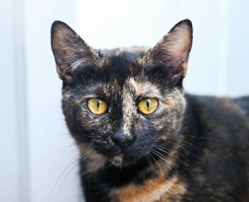 Dawn -  Tortoiseshell and Domestic Short Hair Cat for Adoption in Chattanooga, Tennessee - Dawn | PetCurious
