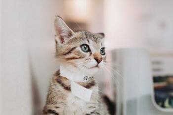 94671A Cringer -  Domestic Short Hair Cat for Adoption in North Charleston, South Carolina - 94671A Cringer | PetCurious