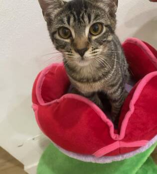 Athena -  Tabby Cat for Adoption in Mission Viejo, California - Athena | PetCurious