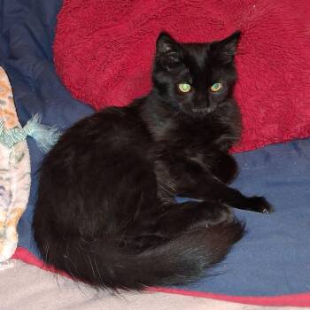 Onyx -  Domestic Long Hair Cat for Adoption in Penns Grove, New Jersey - Onyx | PetCurious