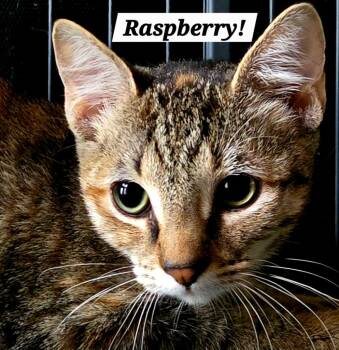 Raspberry -  Domestic Short Hair Cat for Adoption in San Antonio, Texas - Raspberry | PetCurious