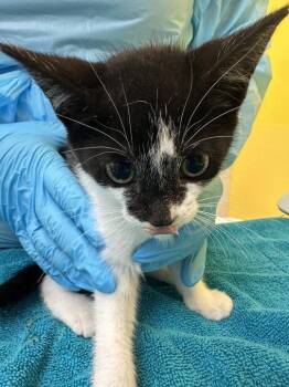 Echo -  Domestic Short Hair Cat for Adoption in Raleigh, North Carolina - Echo | PetCurious