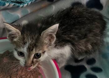 Fergie -  Domestic Short Hair Cat for Adoption in Sidney, Ohio - Fergie | PetCurious
