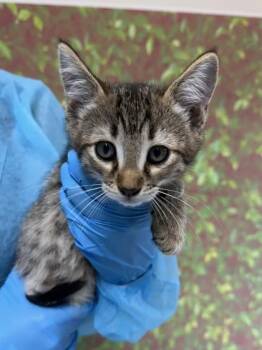 Domestic Short Hair Cats Available for Adoption in San Antonio, Texas - Stream | PetCurious