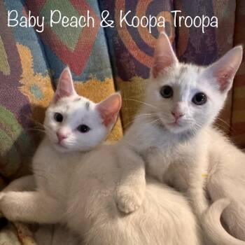 Baby Peach -  Domestic Short Hair Cat for Adoption in Titusville, Florida - Baby Peach | PetCurious