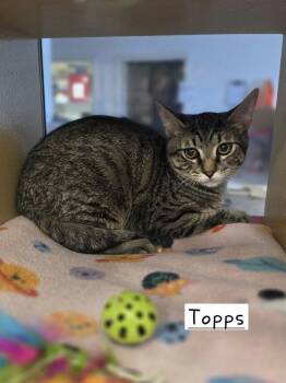 Topps     WC 1156 -  Domestic Short Hair Cat for Adoption in Metamora, Illinois - Topps     WC 1156 | PetCurious