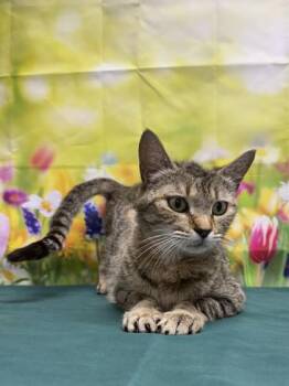 Domestic Short Hair Cats Available for Adoption in San Antonio, Texas - Jenny | PetCurious