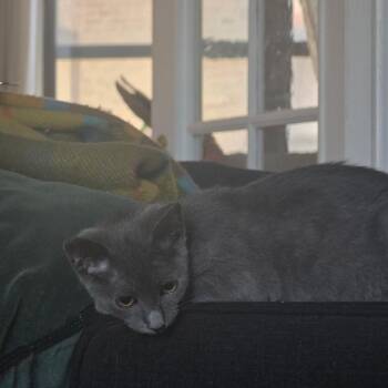 Hela -  Domestic Short Hair Cat for Adoption in New York, New York - Hela | PetCurious