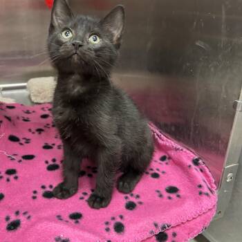 Stormtrooper 1 of 5 -  Domestic Short Hair Cat Available for Adoption in La Grange Park, Illinois - Stormtrooper 1 Of 5 | PetCurious
