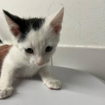 Chess Master -  Domestic Short Hair Cat for Adoption in St. Louis, Missouri - Chess Master | PetCurious