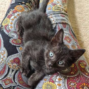 Stinger -  Domestic Short Hair Cat for Adoption in Fairfax, Virginia - Stinger | PetCurious