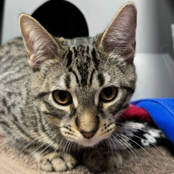 Rescue Domestic Short Hair Cats for Adoption in Oakville, Ontario - Bean | PetCurious