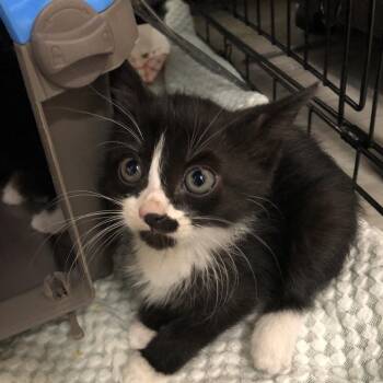 Obsidian -  Domestic Short Hair Cat for Adoption in Oak Park, Illinois - Obsidian | PetCurious
