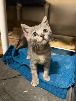 Pennie -  Domestic Short Hair Cat for Adoption - Pennie | PetCurious