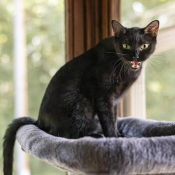 Valkyrie -  Domestic Short Hair Cat for Adoption in Lone Rock, Wisconsin - Valkyrie | PetCurious