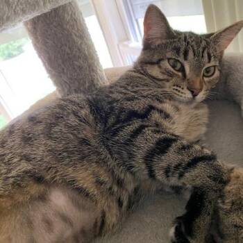 Rescue Domestic Short Hair Cats for Adoption in Chicago, Illinois - Elsie | PetCurious