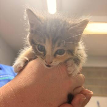 Genevie -  Domestic Short Hair Cat for Adoption in Franklin, North Carolina - Genevie | PetCurious