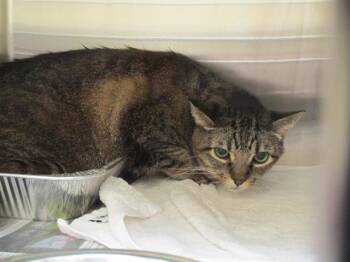 Rescue Domestic Short Hair Cats for Adoption in Tustin, California - WHISKERSTEIN | PetCurious