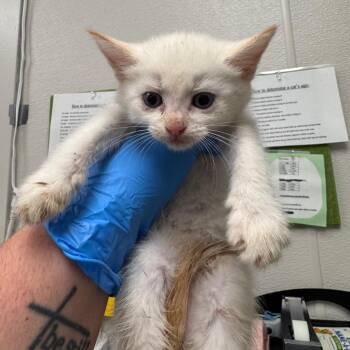 Snowball -  Domestic Short Hair Cat for Adoption in Columbiana, Alabama - Snowball | PetCurious