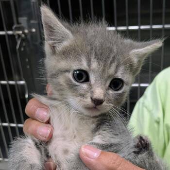 Gai Lan -  Domestic Short Hair Cat for Adoption in Marion, Virginia - Gai Lan | PetCurious