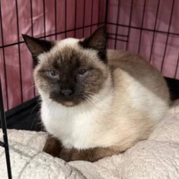 Domestic Short Hair and Siamese Cats Available for Adoption - Simon | PetCurious