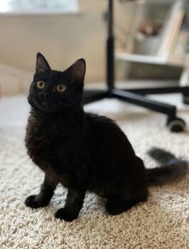 Domestic Medium Hair Cats Available for Adoption - Cassiopeia | PetCurious