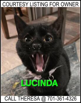 Domestic Short Hair Cats Available for Adoption - Lucinda - COURTESY LISTING FOR OWNER | PetCurious