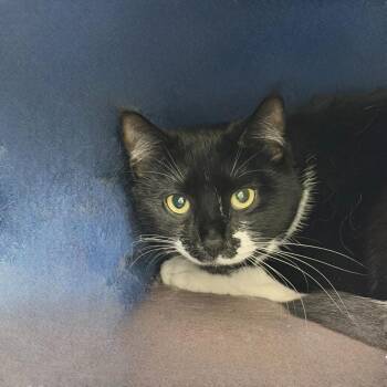 Nyx -  Domestic Short Hair Cat for Adoption in State College, Pennsylvania - Nyx | PetCurious