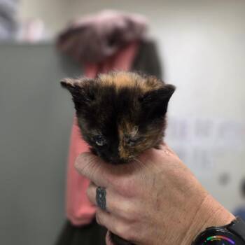 Rhea Ripley -  Domestic Short Hair Cat for Adoption in Charleston, West Virginia - Rhea Ripley | PetCurious