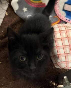 Clover -  Domestic Short Hair Cat for Adoption in Oakland, California - Clover | PetCurious