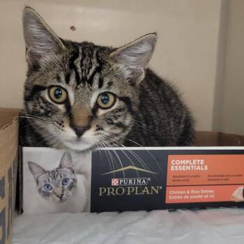 Andy -  Domestic Short Hair Cat for Adoption in Westminster, California - Andy | PetCurious