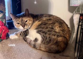 Domestic Short Hair Cats Available for Adoption in Windsor, Connecticut - 45-Lovie  Aka Lovey | PetCurious