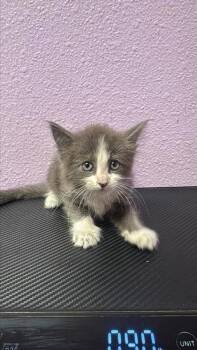 61167246 -  Domestic Short Hair Cat for Adoption in El Paso, Texas - 61167246 | PetCurious