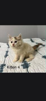 Gretchen -  Domestic Long Hair Cat for Adoption in Camden, Tennessee - Gretchen | PetCurious