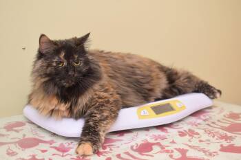 Mrs. McGregor -  Maine Coon Cat for Adoption in Hockessin, Delaware - Mrs. McGregor | PetCurious