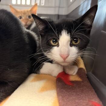 Huey -  Domestic Short Hair Cat for Adoption in Saint Charles, Missouri - Huey | PetCurious