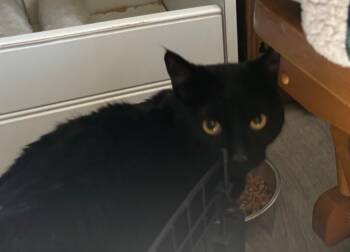 Domestic Short Hair Cats Available for Adoption in Gorham, Maine - Solomon | PetCurious