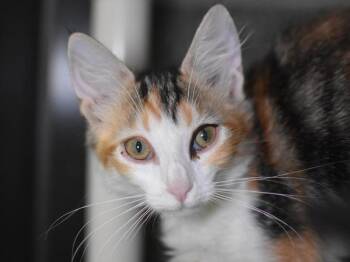 Winter -  Domestic Medium Hair Cat for Adoption in Portland, Oregon - Winter | PetCurious