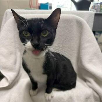 Marley -  Domestic Short Hair Cat for Adoption in Long Beach, California - Marley | PetCurious