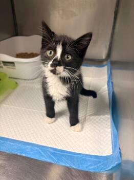 Zappa -  Domestic Short Hair Cat for Adoption in Morgantown, Kentucky - Zappa | PetCurious