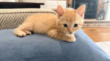 Mojave -  Domestic Short Hair Cat for Adoption in Richmond, Virginia - Mojave | PetCurious
