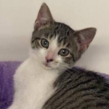 Rescue Domestic Short Hair Cats for Adoption in Ocean Isle Beach, North Carolina - Robyn | PetCurious