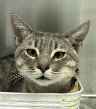 Meelo -  Domestic Short Hair Cat for Adoption in Golden, Colorado - Meelo | PetCurious