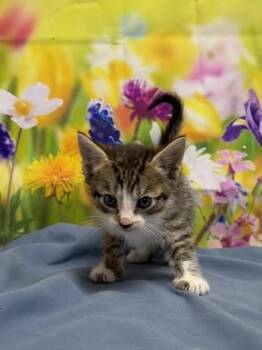 Domestic Short Hair Cats Available for Adoption in San Antonio, Texas - Tadpole | PetCurious