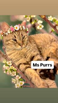 Tabby Cats Available for Adoption in Walnut Creek, California - Ms Purrs At Martinez Pet Food Express  May 2nd | PetCurious
