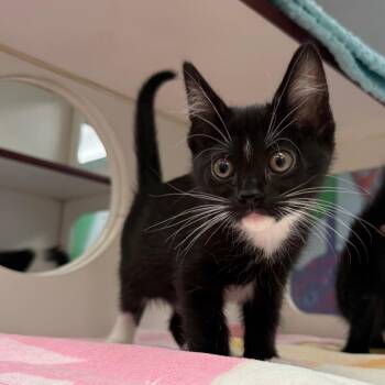 Jewel -  Domestic Short Hair Cat for Adoption in Cheyenne, Wyoming - Jewel | PetCurious